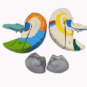Neuroanatomical Brain Model 6" Anatomically Accurate Educational Tool